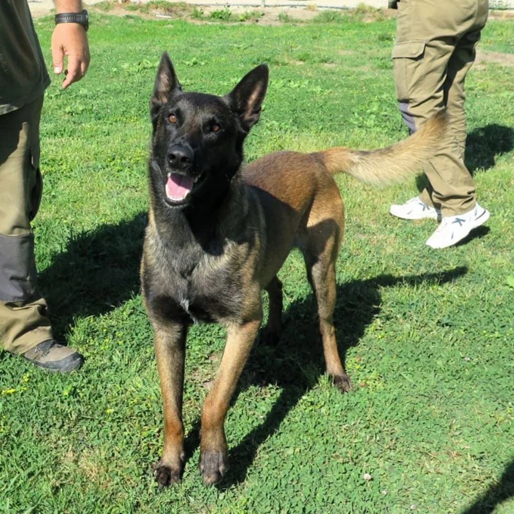 Manu, male young Belgian Malinois for adoption at SALVA Hundehilfe e.V.