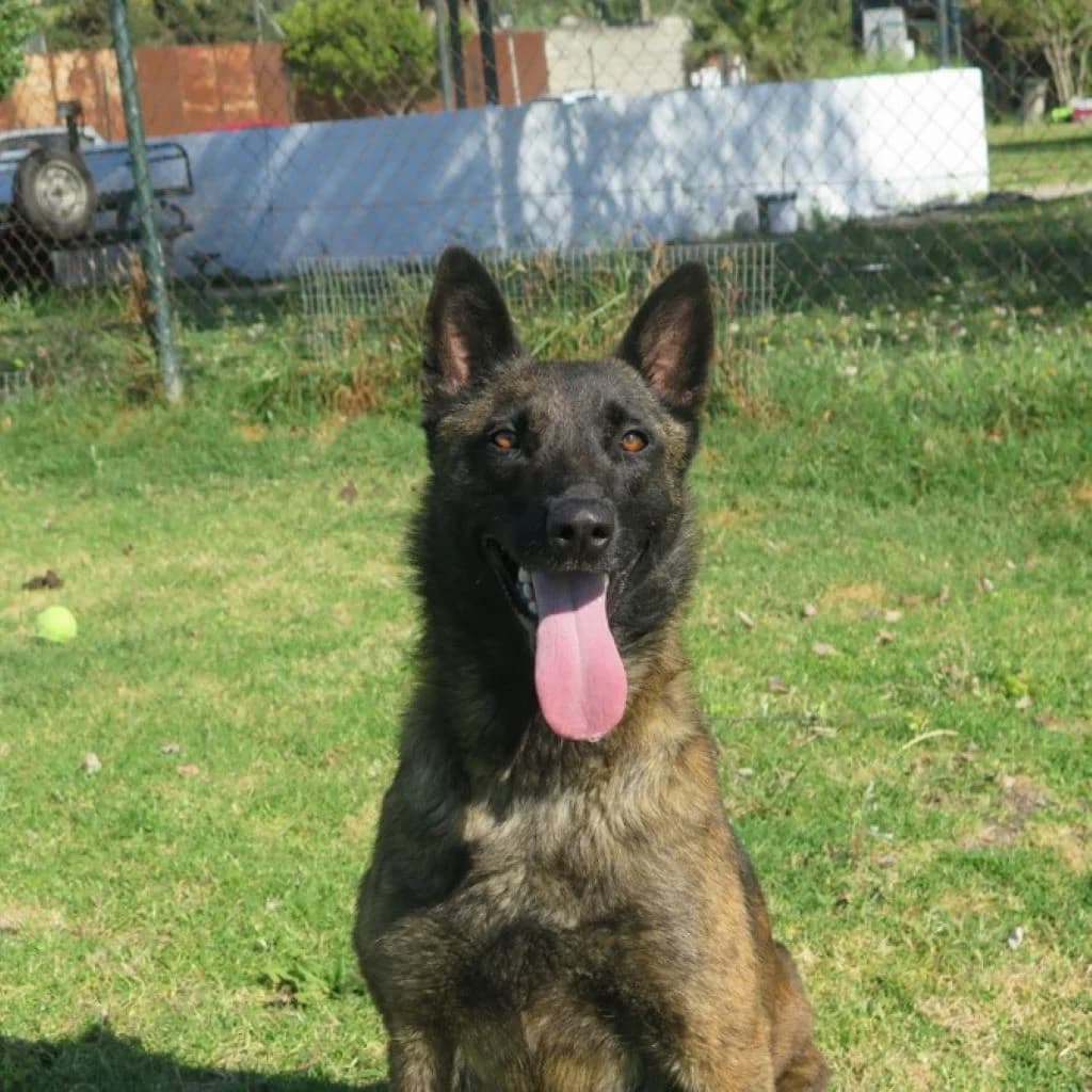 Alma, female young Mixed Breed for adoption at SALVA Hundehilfe e.V.