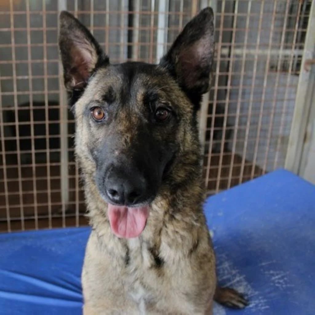 Eimon, male 3yo Belgian Malinois for adoption at SALVA Hundehilfe e.V.