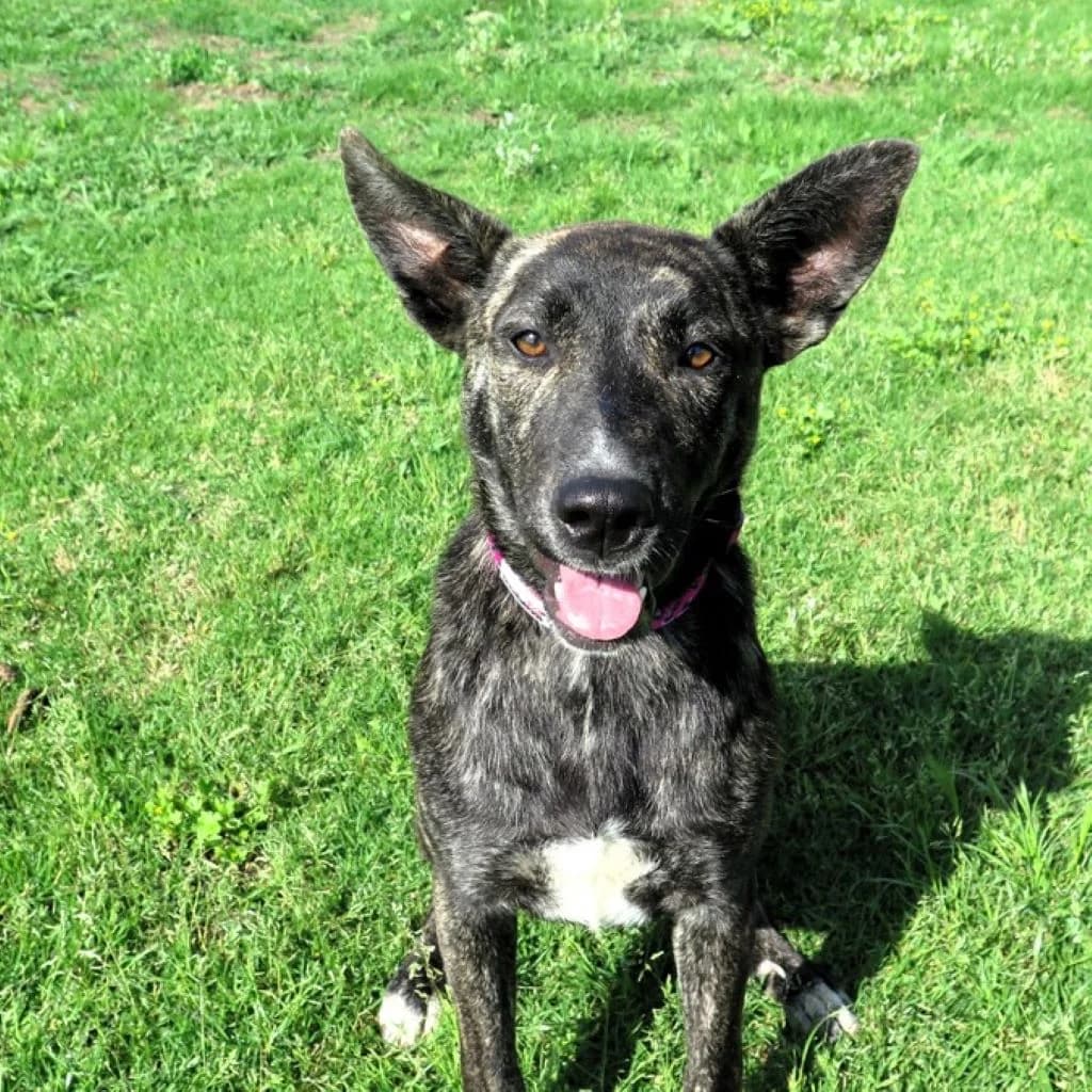 Mantra, female young Mixed Breed for adoption at SALVA Hundehilfe e.V.