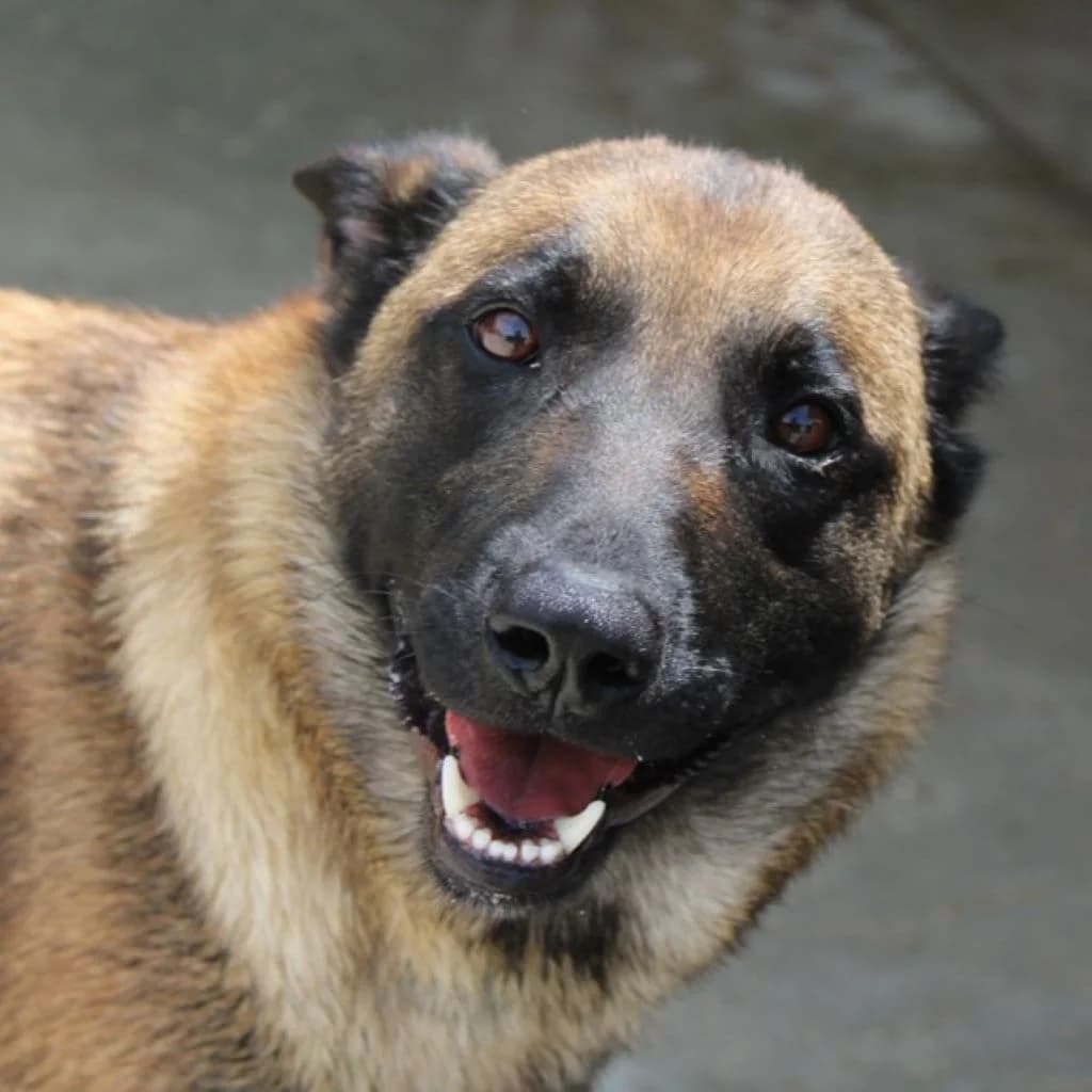 Laika, female young Belgian Malinois for adoption at SALVA Hundehilfe e.V.