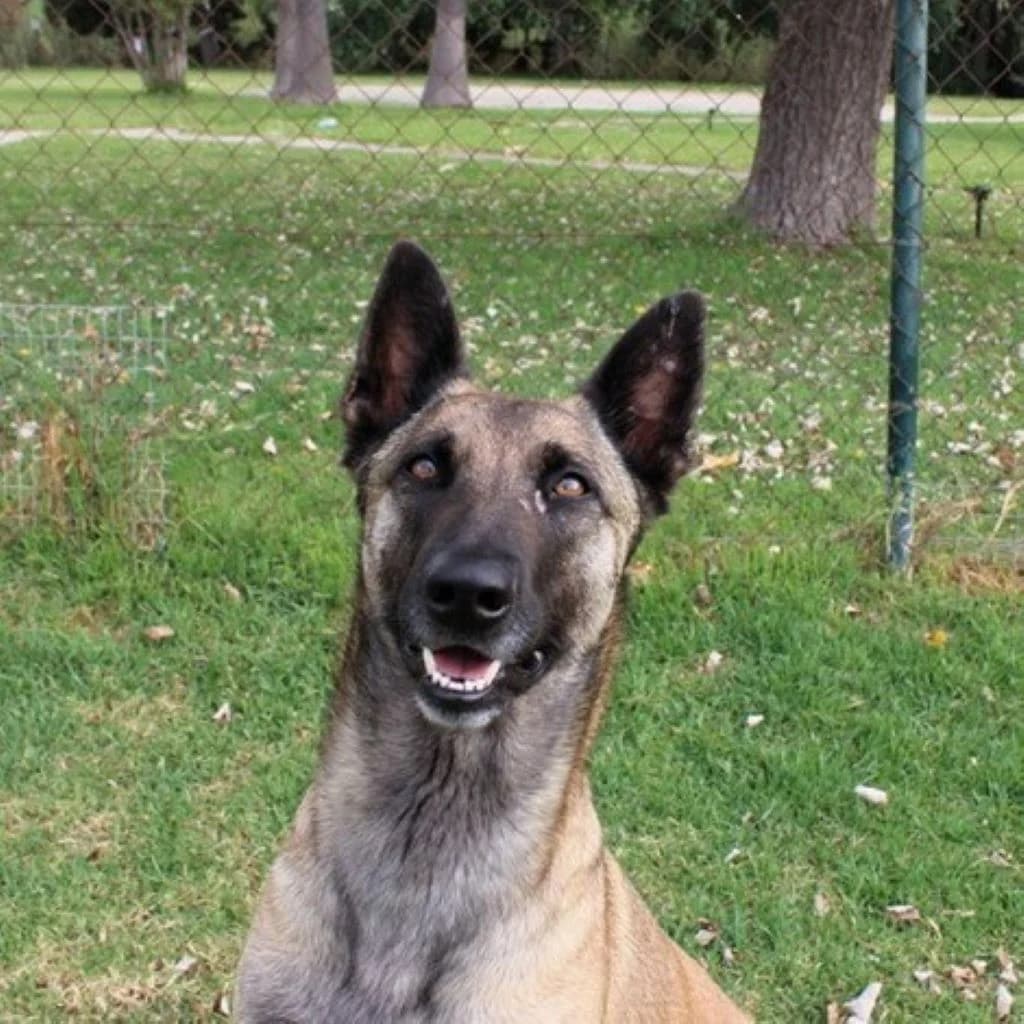 Galleta, female young Belgian Malinois for adoption at SALVA Hundehilfe e.V.