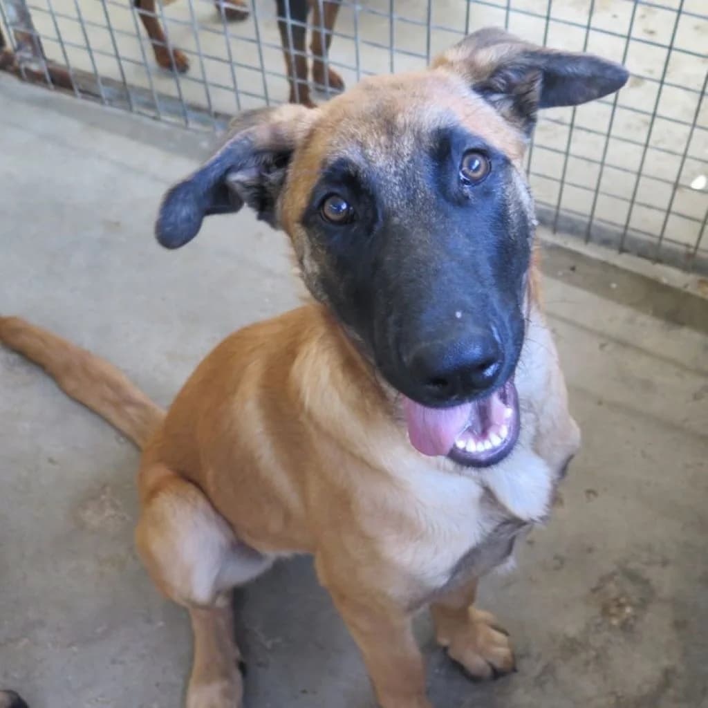 Buzz, male puppy Belgian Malinois for adoption at SALVA Hundehilfe e.V.