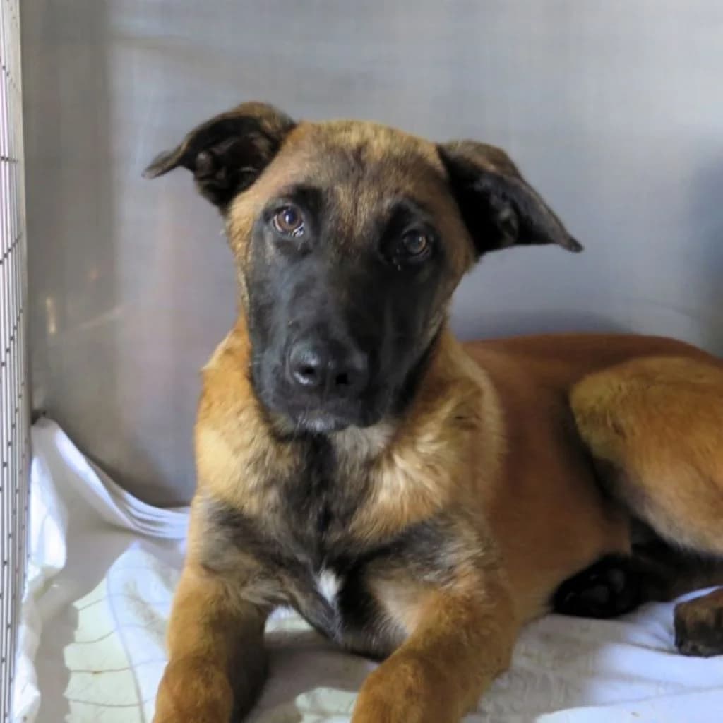 Woody, male puppy Belgian Malinois for adoption at SALVA Hundehilfe e.V.