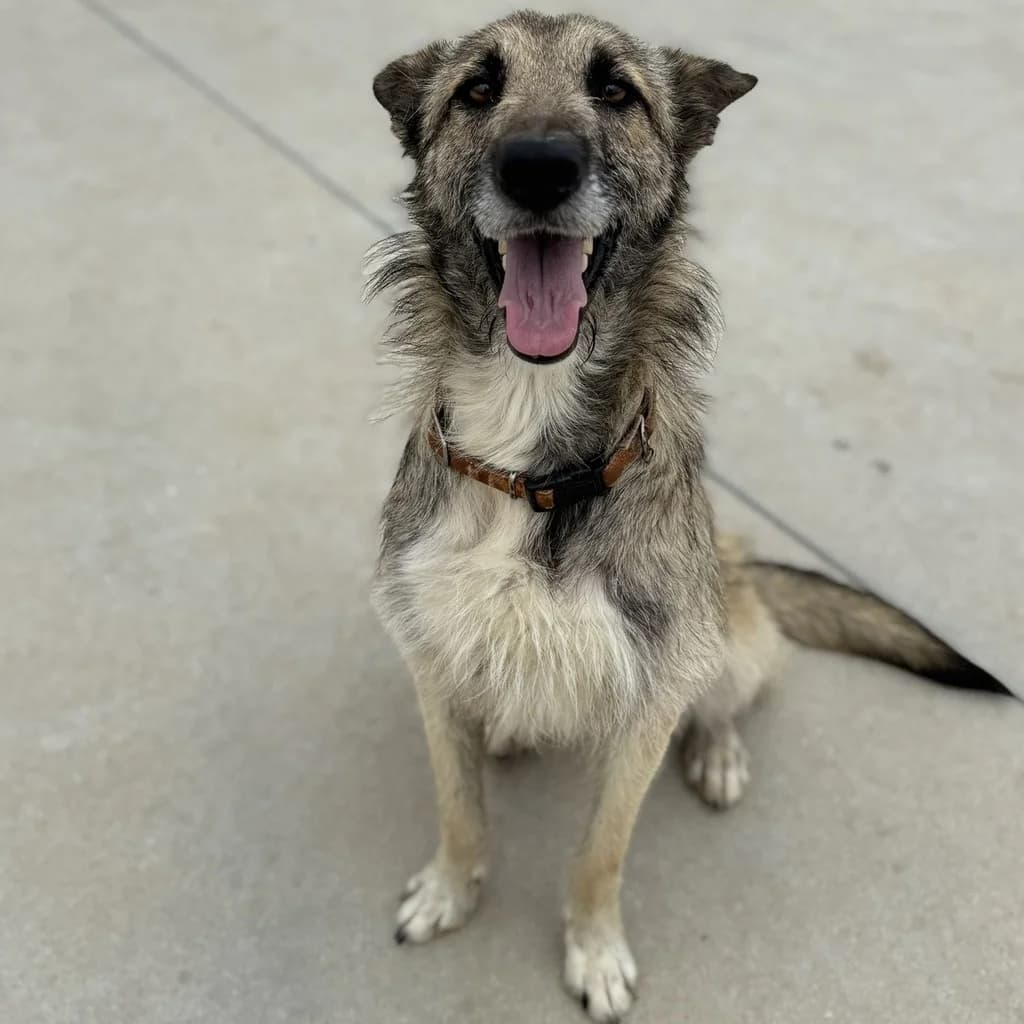 Palermo, gold male young Mixed Breed for adoption at SALVA Hundehilfe e.V.