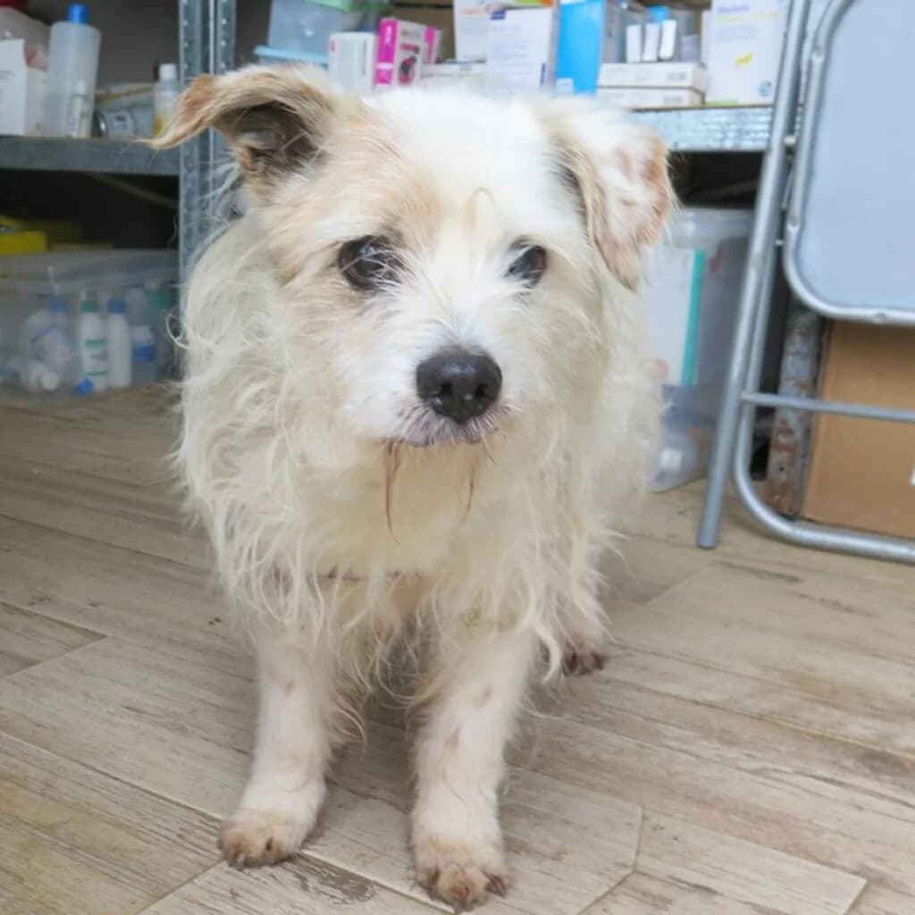 Boliche, male senior Mixed Breed for adoption at SALVA Hundehilfe e.V.