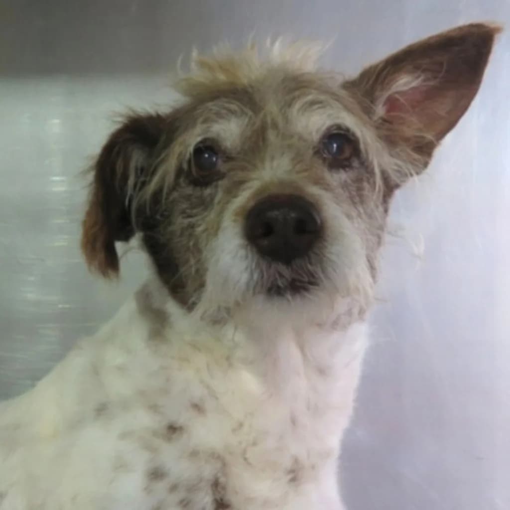 Kiara, female senior Mixed Breed for adoption at SALVA Hundehilfe e.V.