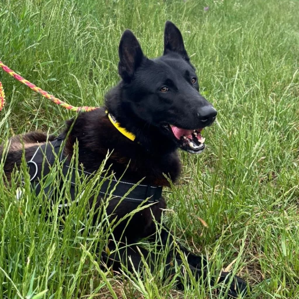 Donut, male young Belgian Malinois for adoption at SALVA Hundehilfe e.V.