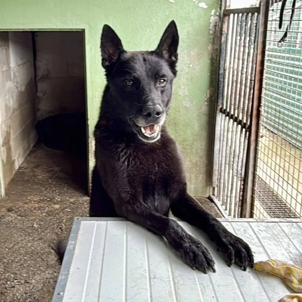 Milan, schwarz male 4yo Belgian Malinois for adoption at SALVA Hundehilfe e.V.