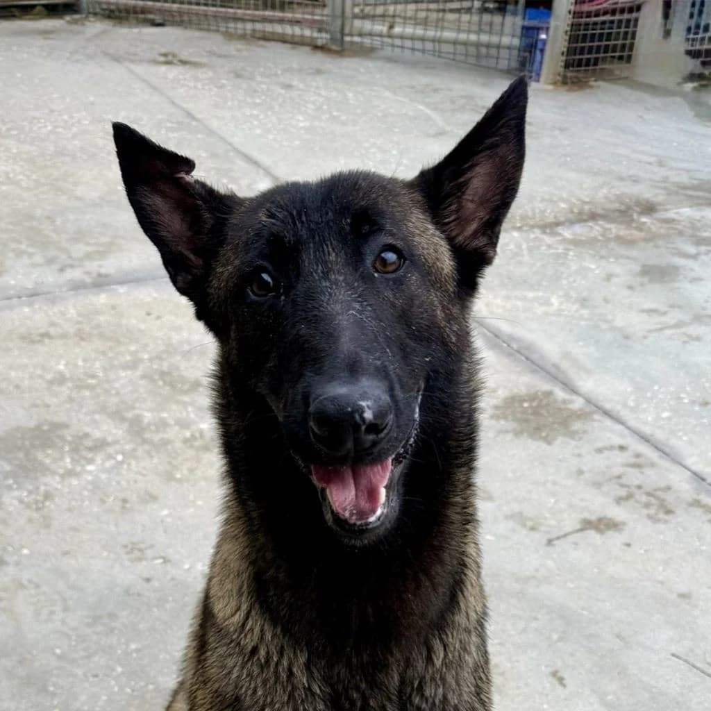 Pikolo, male young Belgian Malinois for adoption at SALVA Hundehilfe e.V.