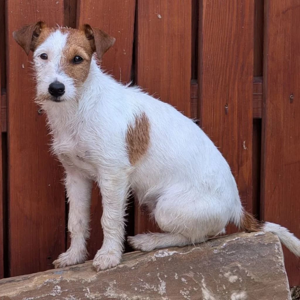 Alfie, male puppy Jack Russell Terrier for adoption at SALVA Hundehilfe e.V.
