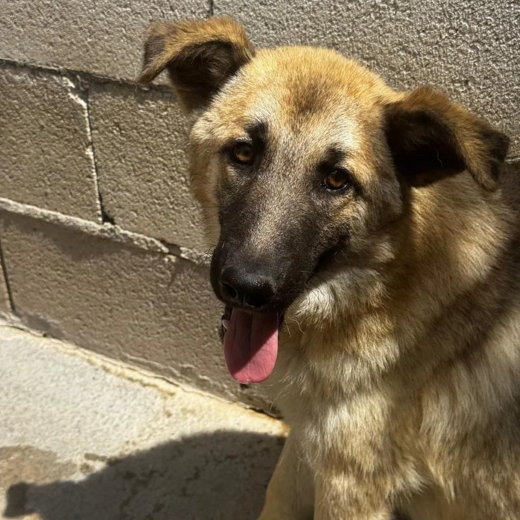 Pepper, female puppy German Shepherd for adoption at SALVA Hundehilfe e.V.