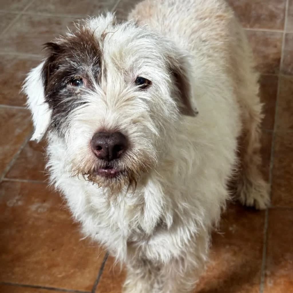 Gorda, female senior Mixed Breed for adoption at SALVA Hundehilfe e.V.