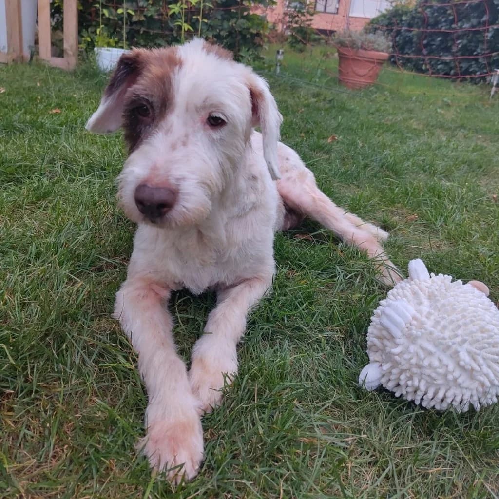Gorda, female senior Mixed Breed for adoption at SALVA Hundehilfe e.V.