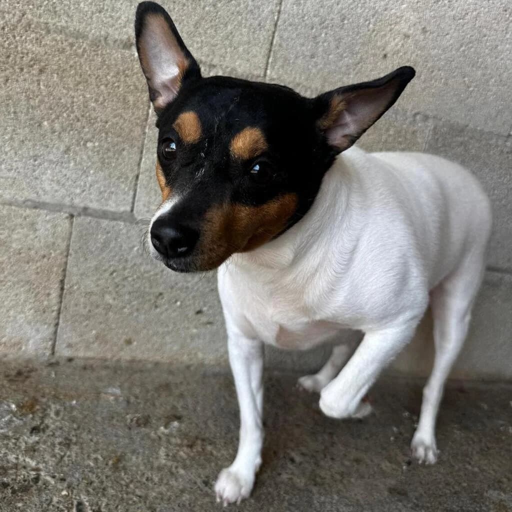Bambi, male young Mixed Breed for adoption at SALVA Hundehilfe e.V.