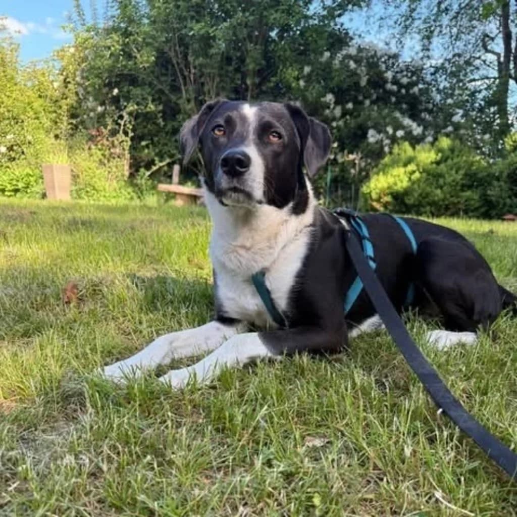 Lars, male 3yo Mixed Breed for adoption at SALVA Hundehilfe e.V.