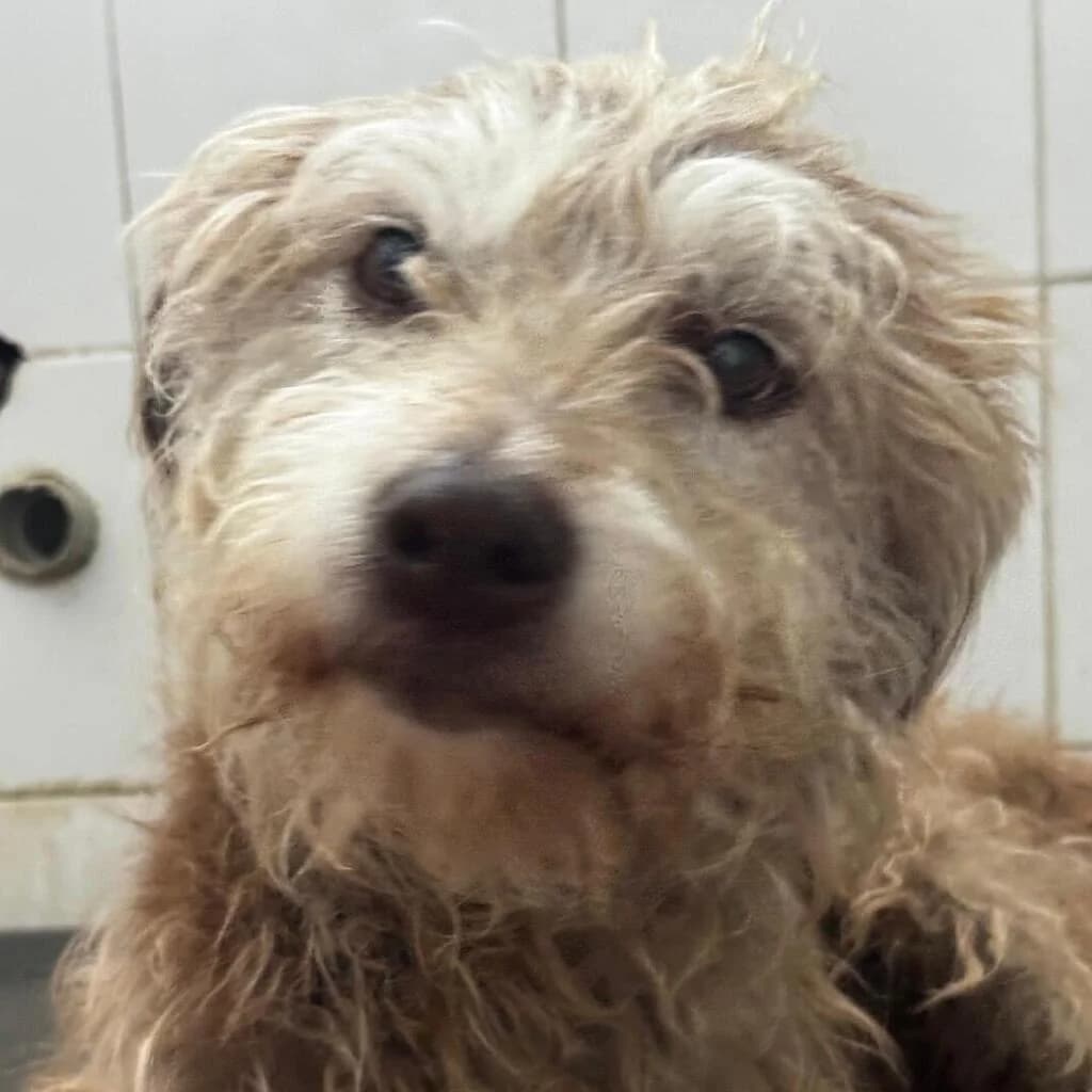 Valentina, female senior Mixed Breed for adoption at SALVA Hundehilfe e.V.