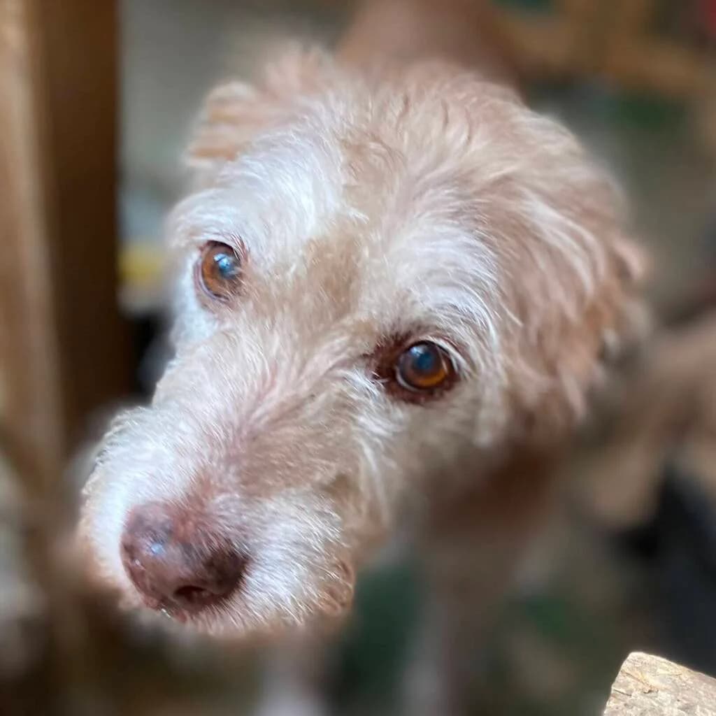 Valentina, female senior Mixed Breed for adoption at SALVA Hundehilfe e.V.