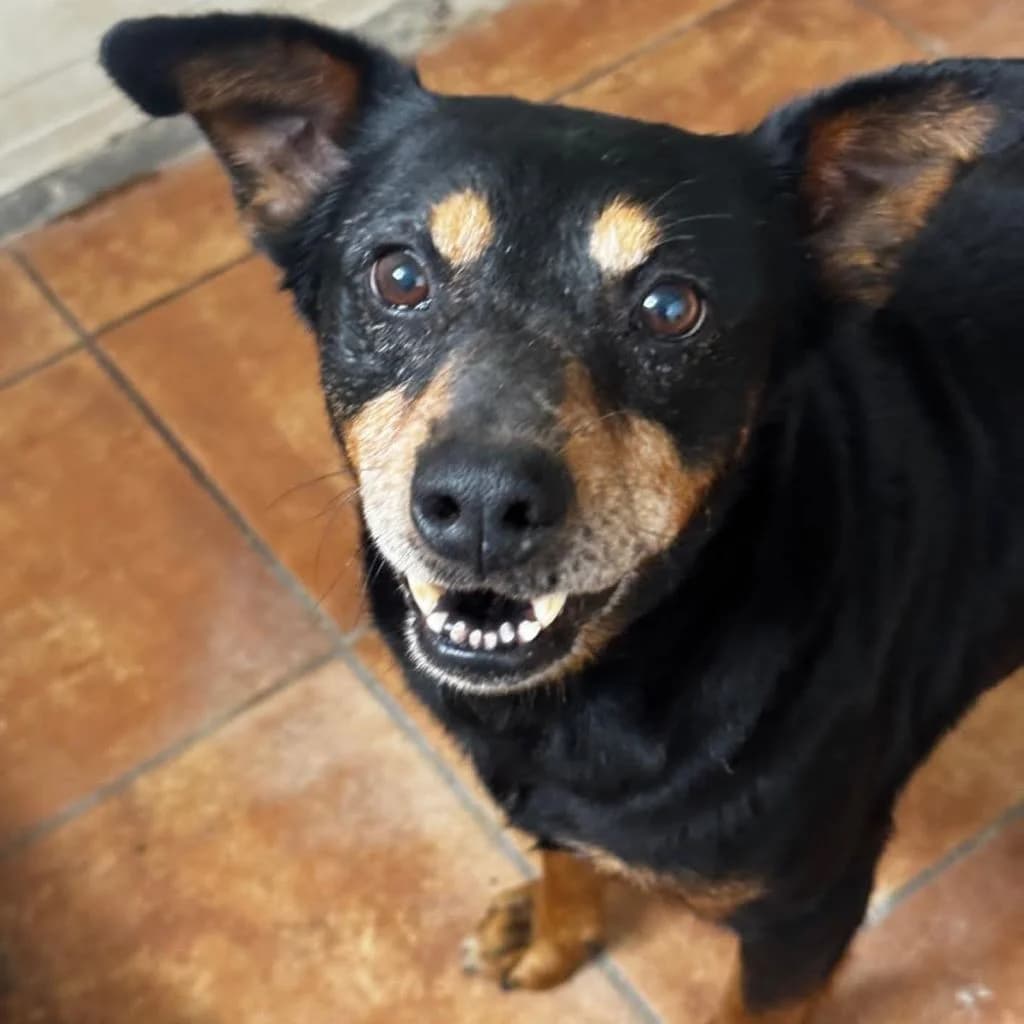 Ringo, male senior Mixed Breed for adoption at SALVA Hundehilfe e.V.