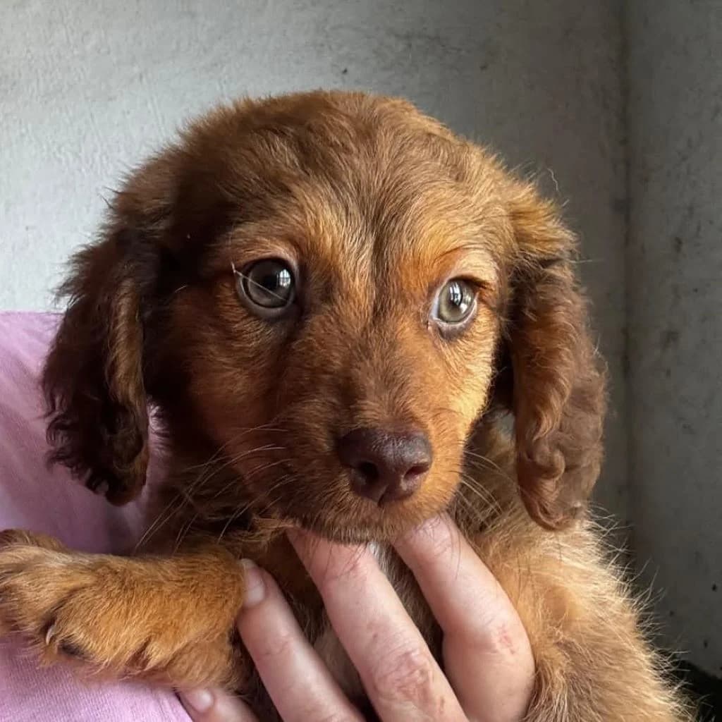 Leo, male puppy Mixed Breed for adoption at SALVA Hundehilfe e.V.