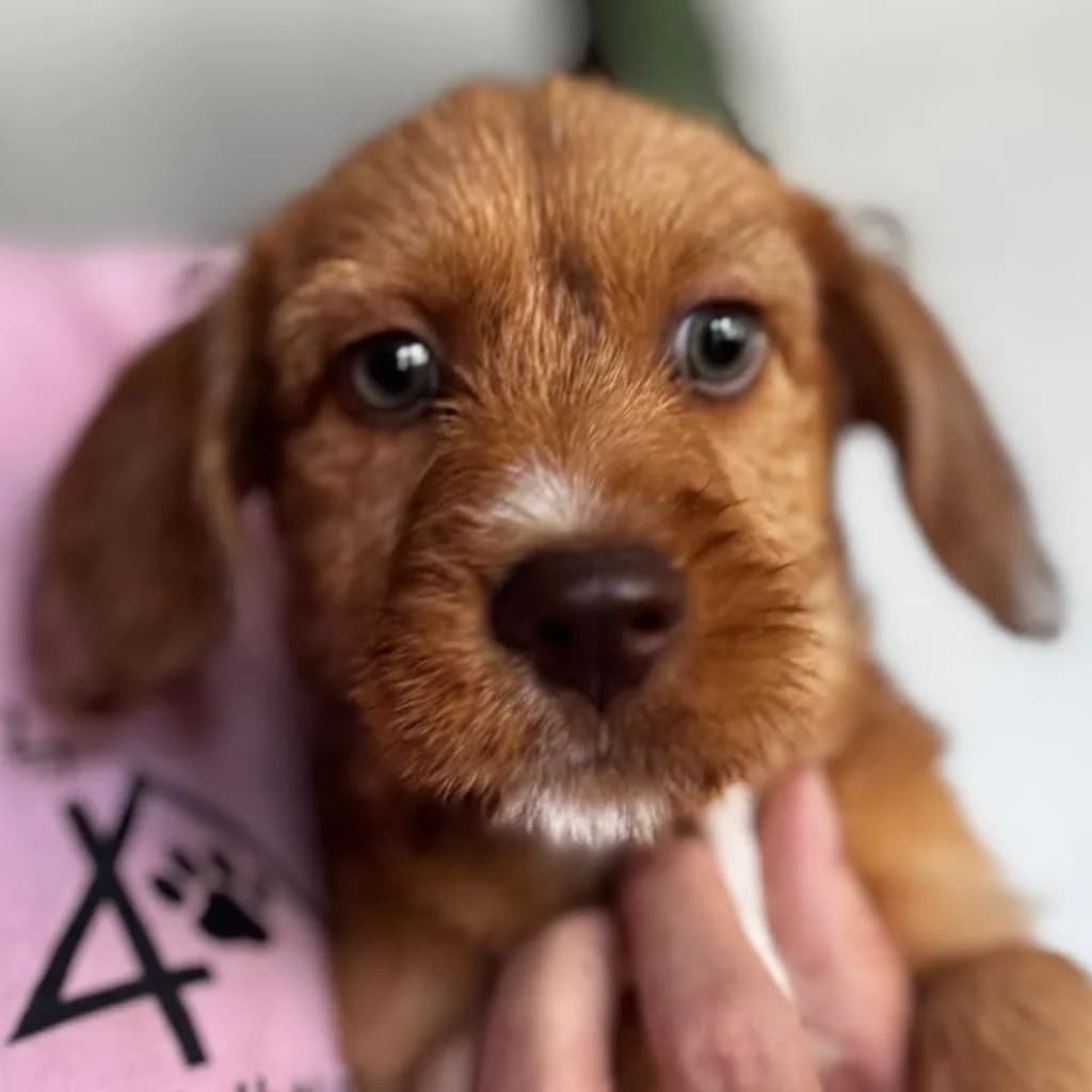 Peru, male puppy Mixed Breed for adoption at SALVA Hundehilfe e.V.