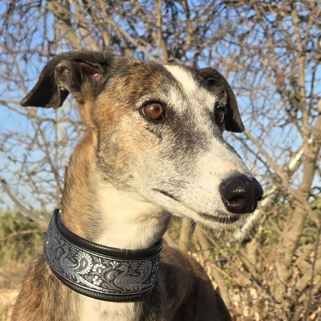 Lyra, female 5yo Galgo Español for adoption at SALVA Hundehilfe e.V.