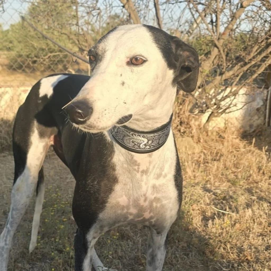 Camarón, male 6yo Galgo Español for adoption at SALVA Hundehilfe e.V.