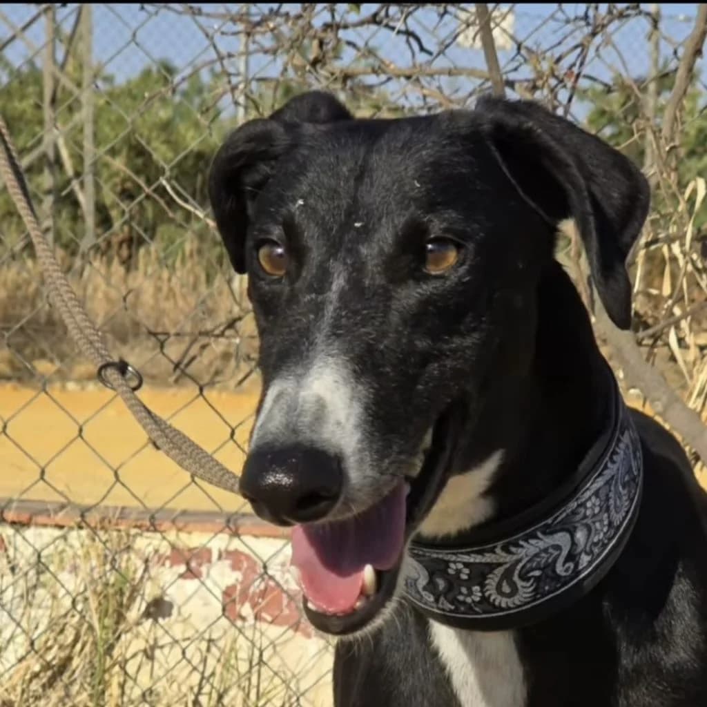 Bosco, male 4yo Galgo Español for adoption at SALVA Hundehilfe e.V.