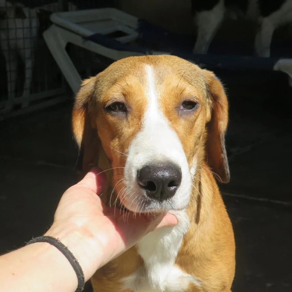 Leonor, female young Mixed Breed for adoption at SALVA Hundehilfe e.V.