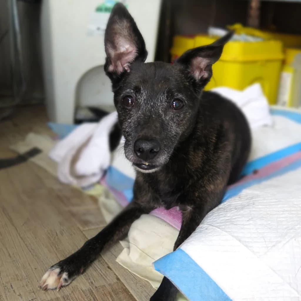 Azai, male senior Mixed Breed for adoption at SALVA Hundehilfe e.V.