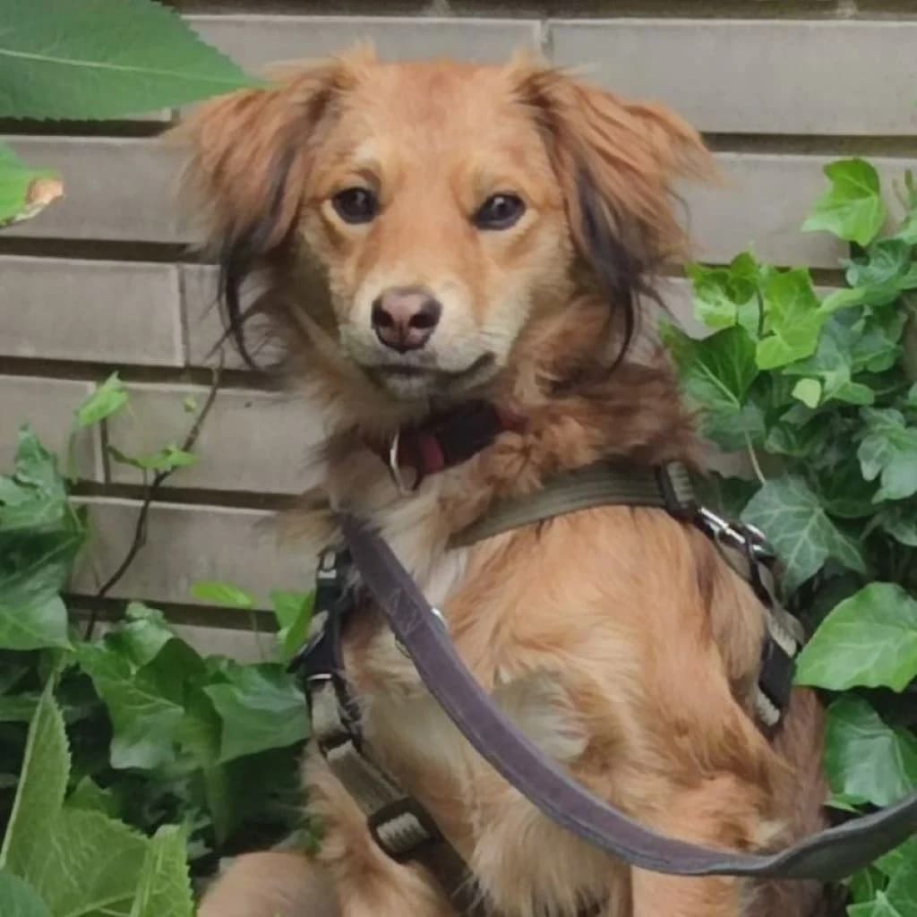 Rocky, male puppy Mixed Breed for adoption at SALVA Hundehilfe e.V.