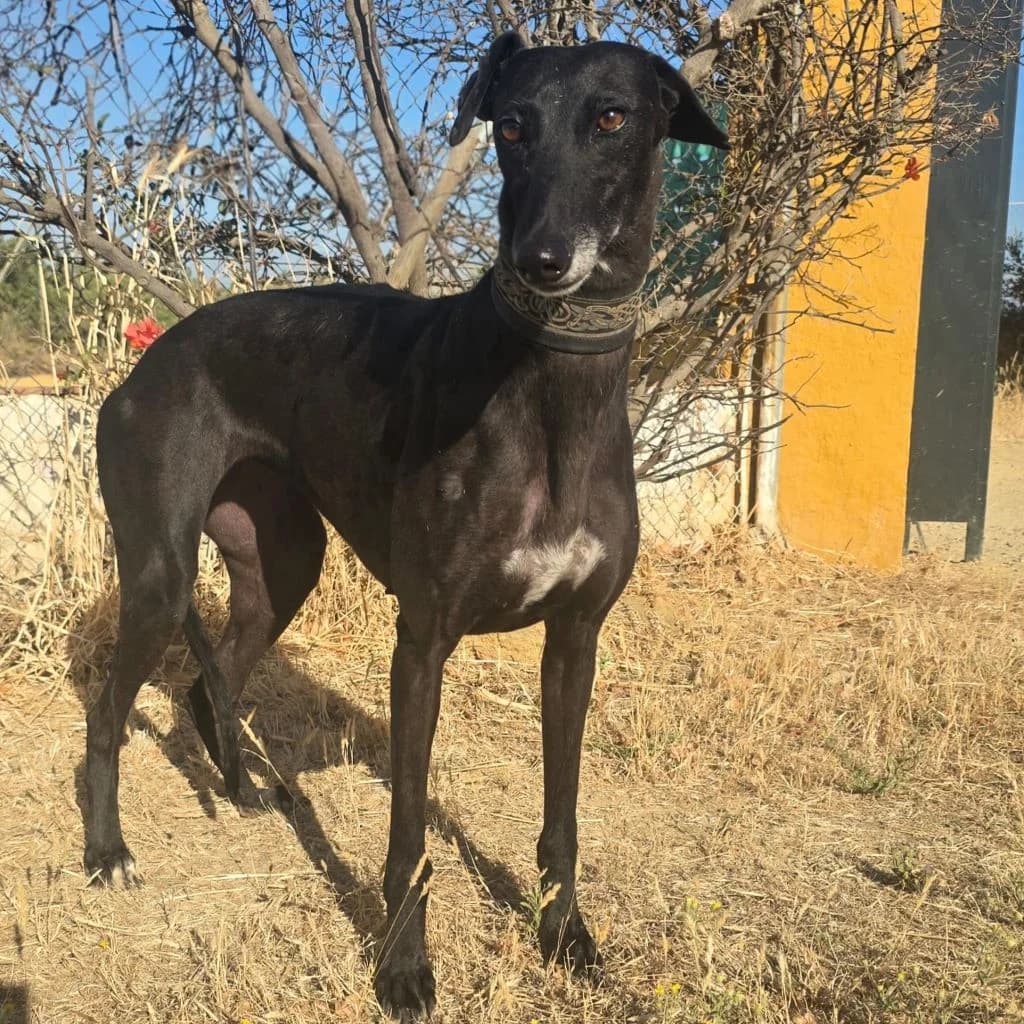 Granaina, female 5yo Galgo Español for adoption at SALVA Hundehilfe e.V.