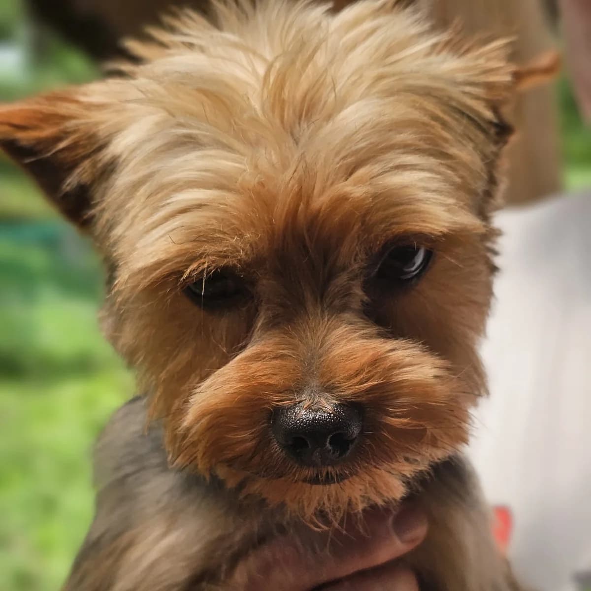 Chipi, male young Yorkshire Terrier for adoption at SALVA Hundehilfe e.V.