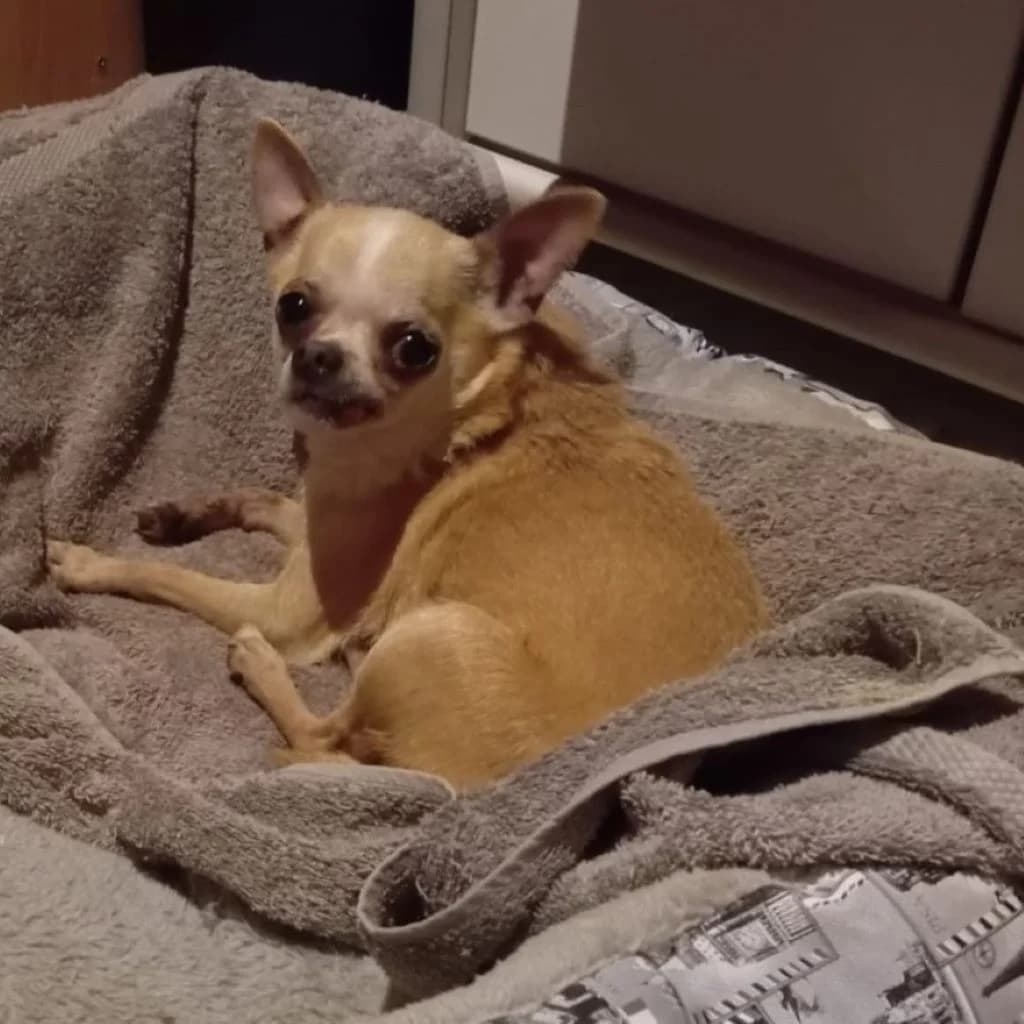 Kira, female senior Chihuahua for adoption at SALVA Hundehilfe e.V.
