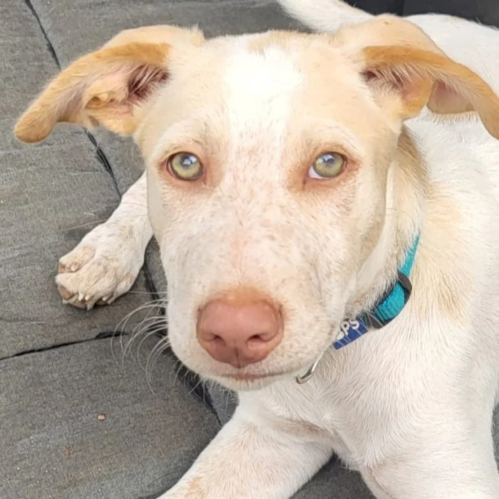 Coco, male puppy Mixed Breed for adoption at SALVA Hundehilfe e.V.