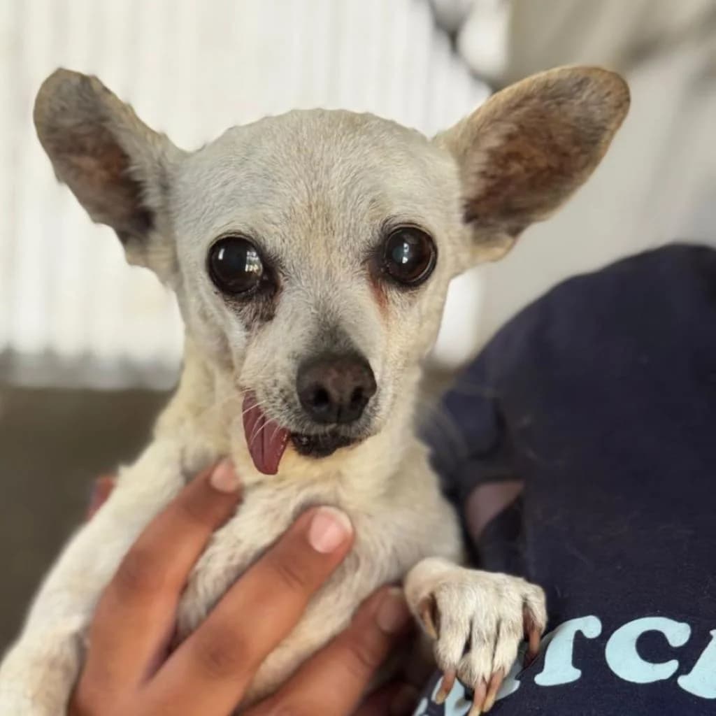 Tona, female senior Chihuahua for adoption at SALVA Hundehilfe e.V.