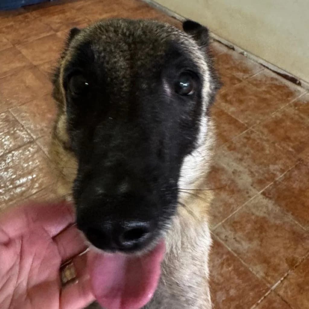Felicity, female young Belgian Malinois for adoption at SALVA Hundehilfe e.V.