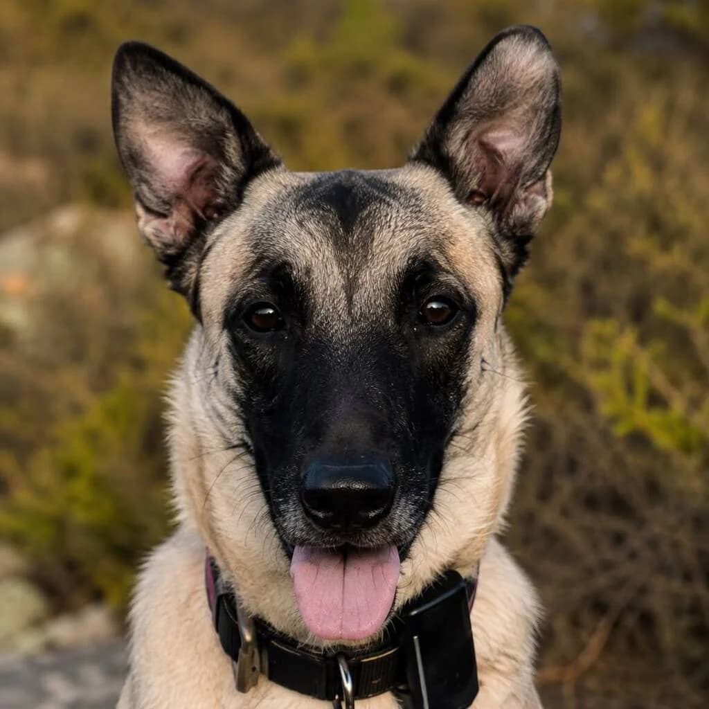 Felicity, female young Belgian Malinois for adoption at SALVA Hundehilfe e.V.