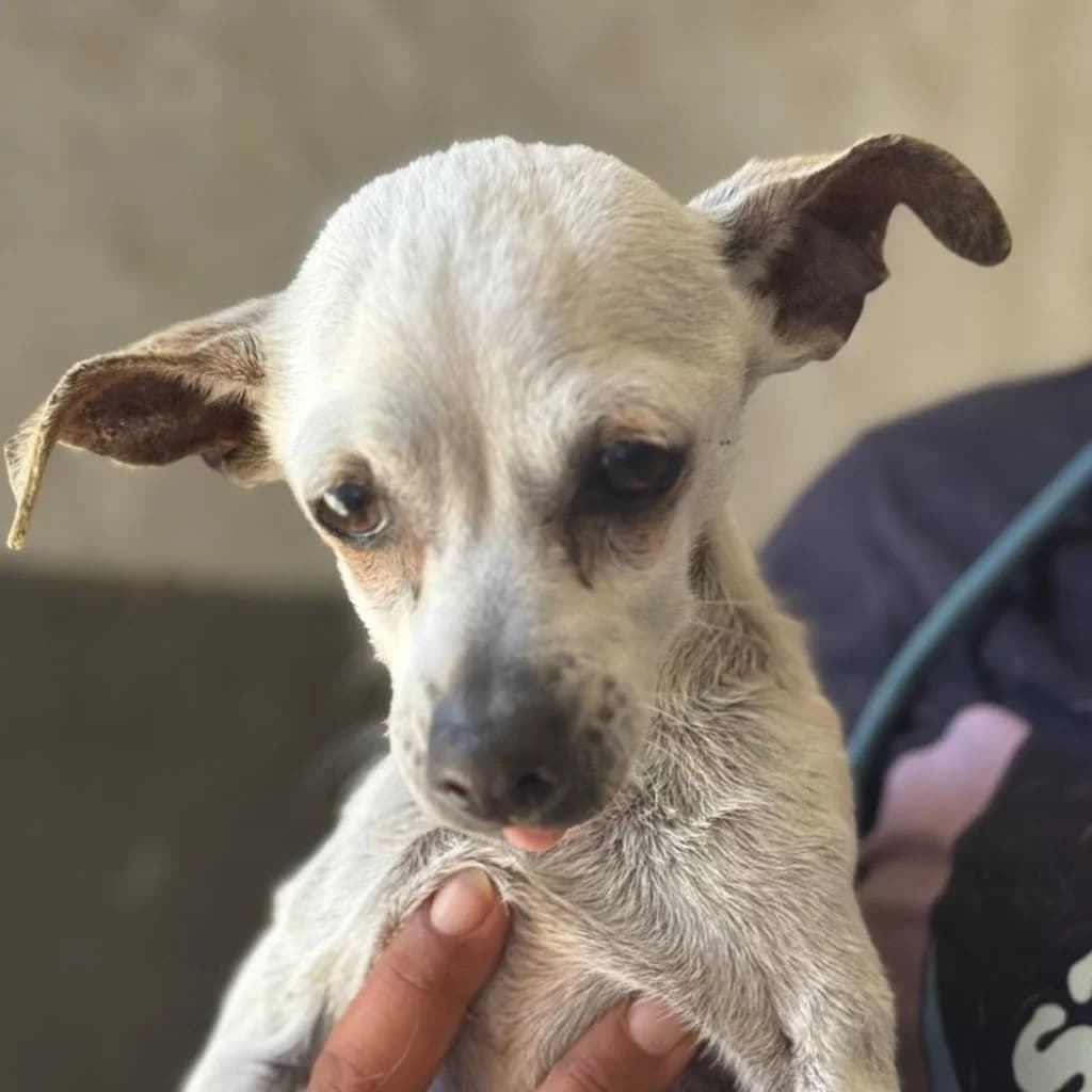 Elia, female senior Chihuahua for adoption at SALVA Hundehilfe e.V.