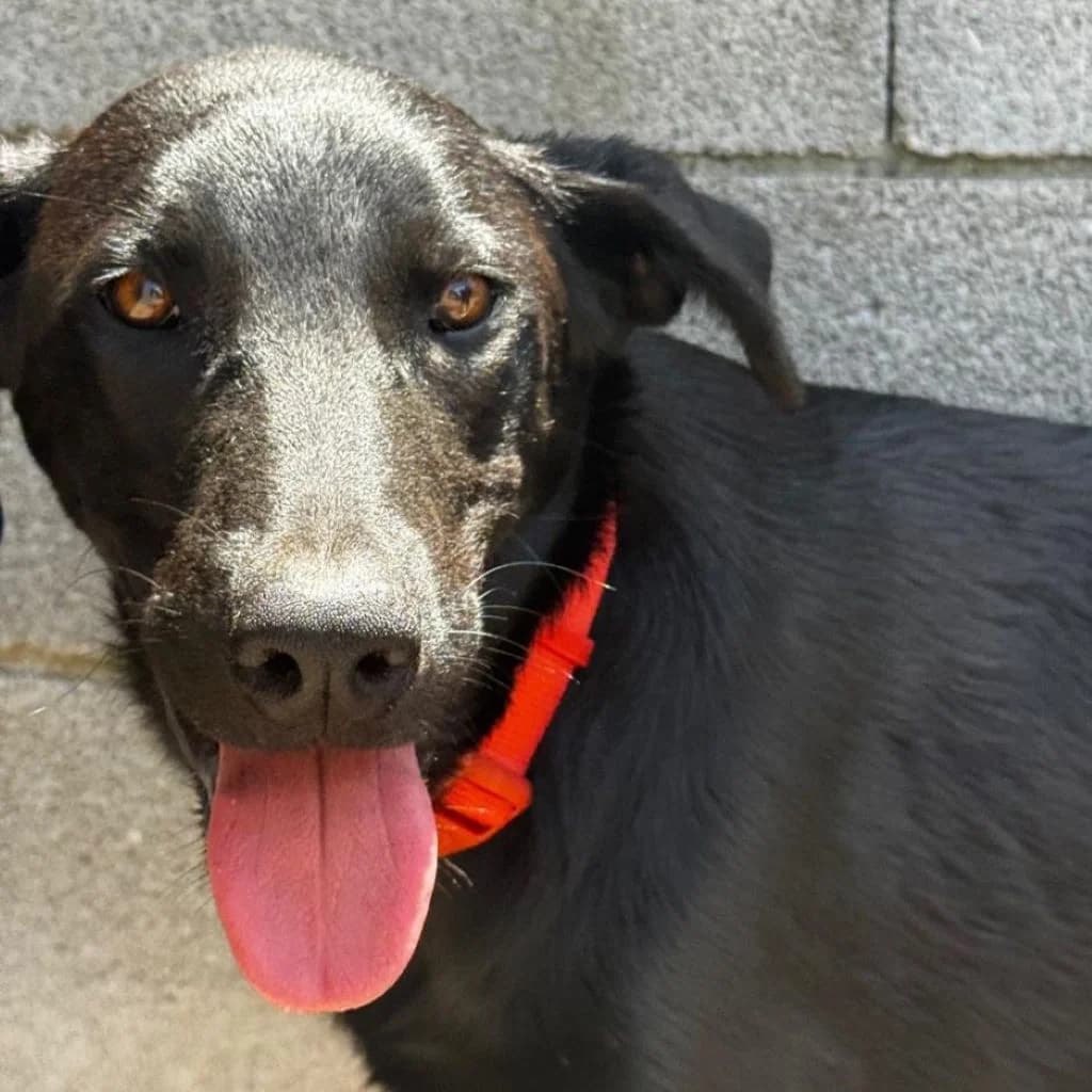 Zack, male puppy Labrador Retriever for adoption at SALVA Hundehilfe e.V.
