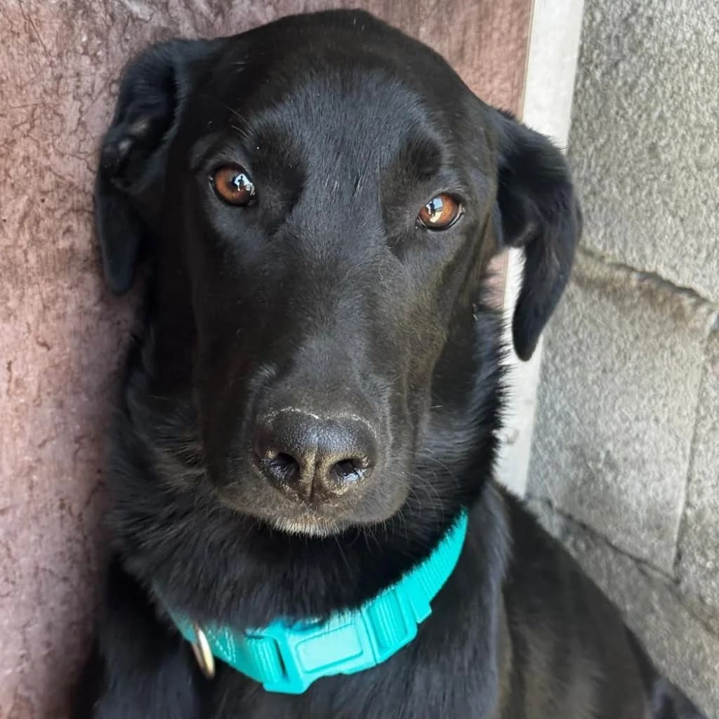Zohran, male puppy Labrador Retriever for adoption at SALVA Hundehilfe e.V.