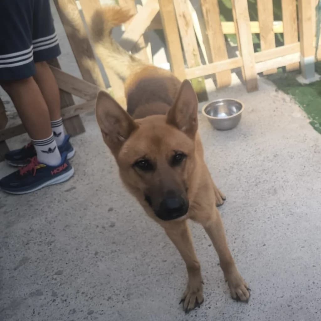 Draco, male young German Shepherd for adoption at SALVA Hundehilfe e.V.