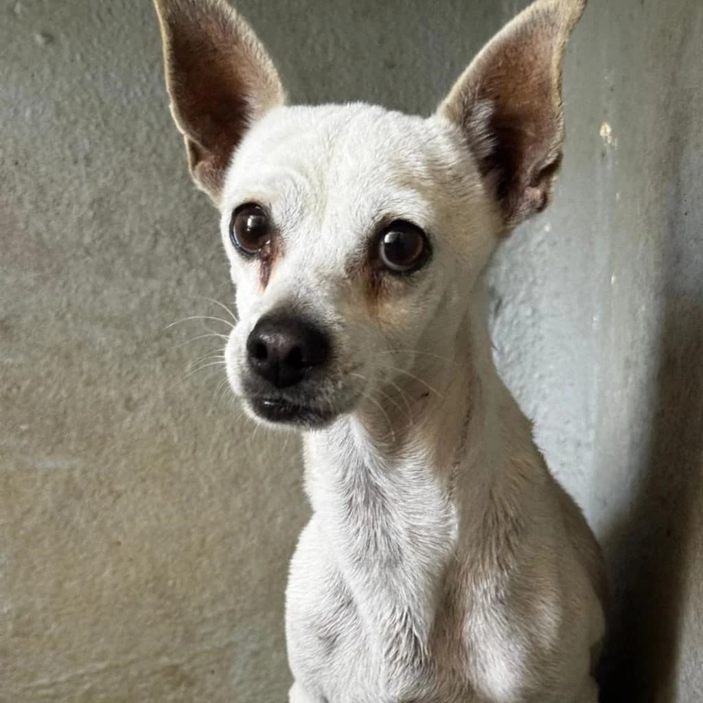 Body, male senior Chihuahua for adoption at SALVA Hundehilfe e.V.