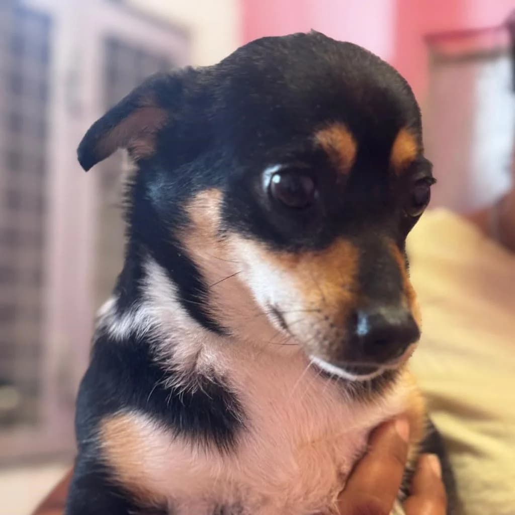 Dama de, female young Mixed Breed for adoption at SALVA Hundehilfe e.V.