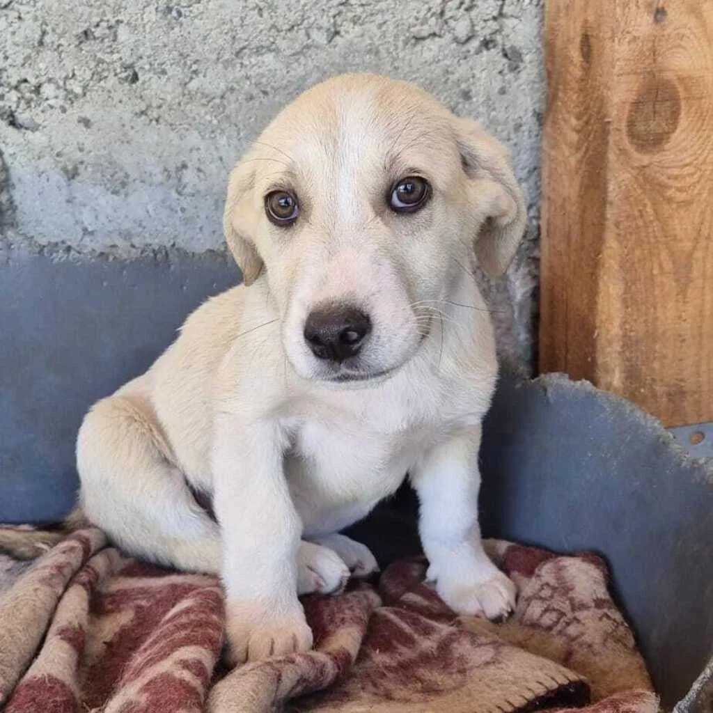 Flocke, male puppy Mixed Breed for adoption at SALVA Hundehilfe e.V.