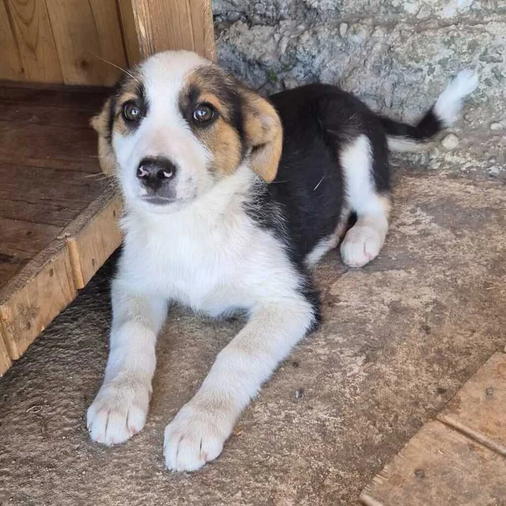Nemo, male puppy Mixed Breed for adoption at SALVA Hundehilfe e.V.