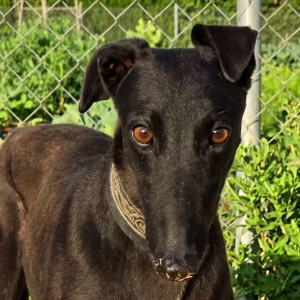 Moka, female 3yo Galgo Español for adoption at SALVA Hundehilfe e.V.