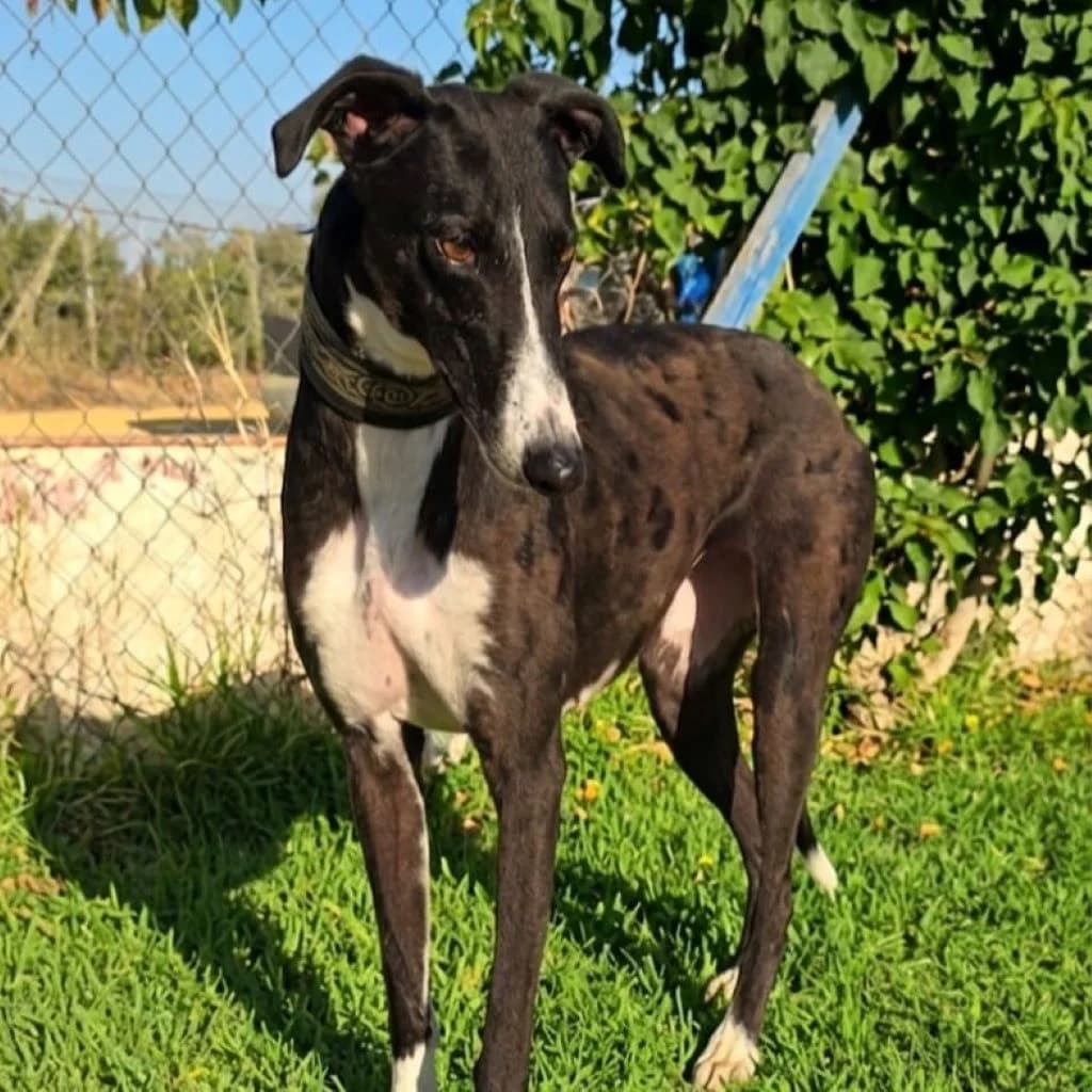 Ariel, female 3yo Galgo Español for adoption at SALVA Hundehilfe e.V.