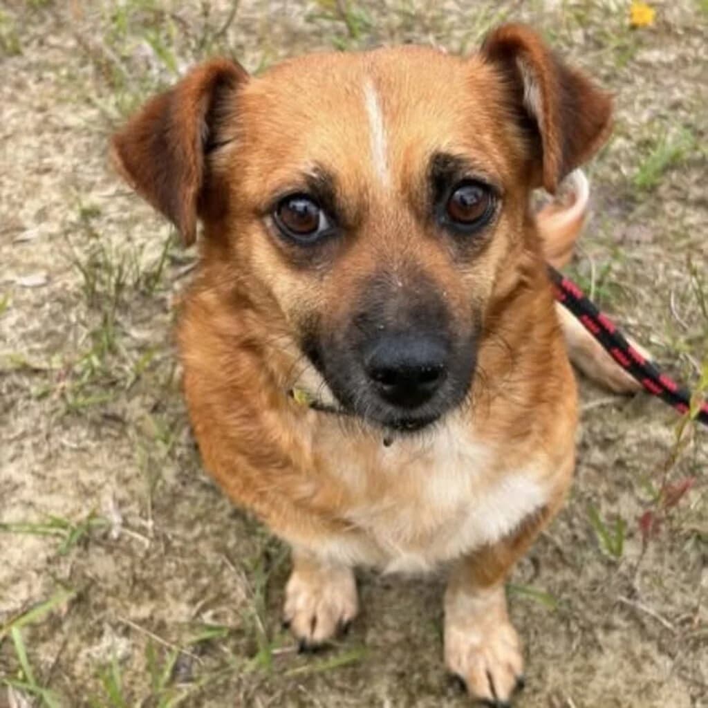 Chrupcia, female 3yo Mixed Breed for adoption at SALVA Hundehilfe e.V.
