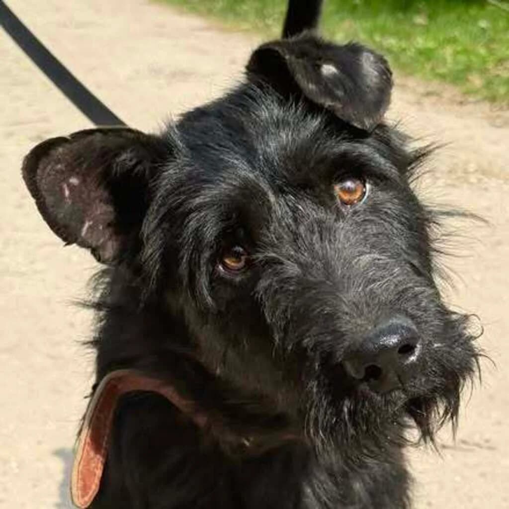 Likier, male 3yo Mixed Breed for adoption at SALVA Hundehilfe e.V.